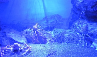 DSC_47036.jpg