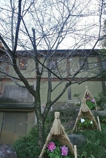 DSC_51194.jpg